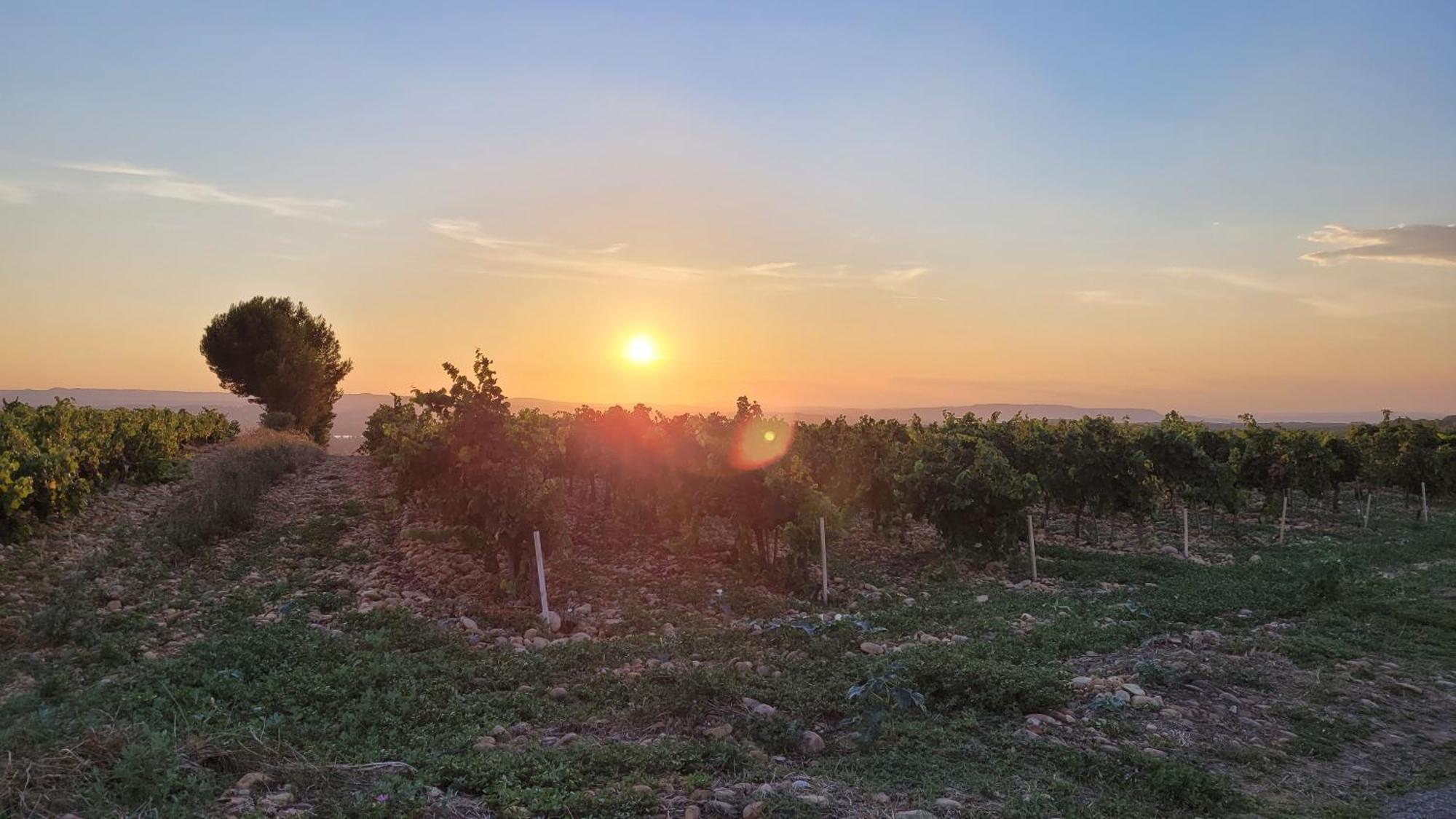 Le Willow Chateauneuf-du-Pape Exterior photo